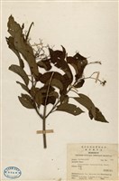 藏品(大青)的圖片